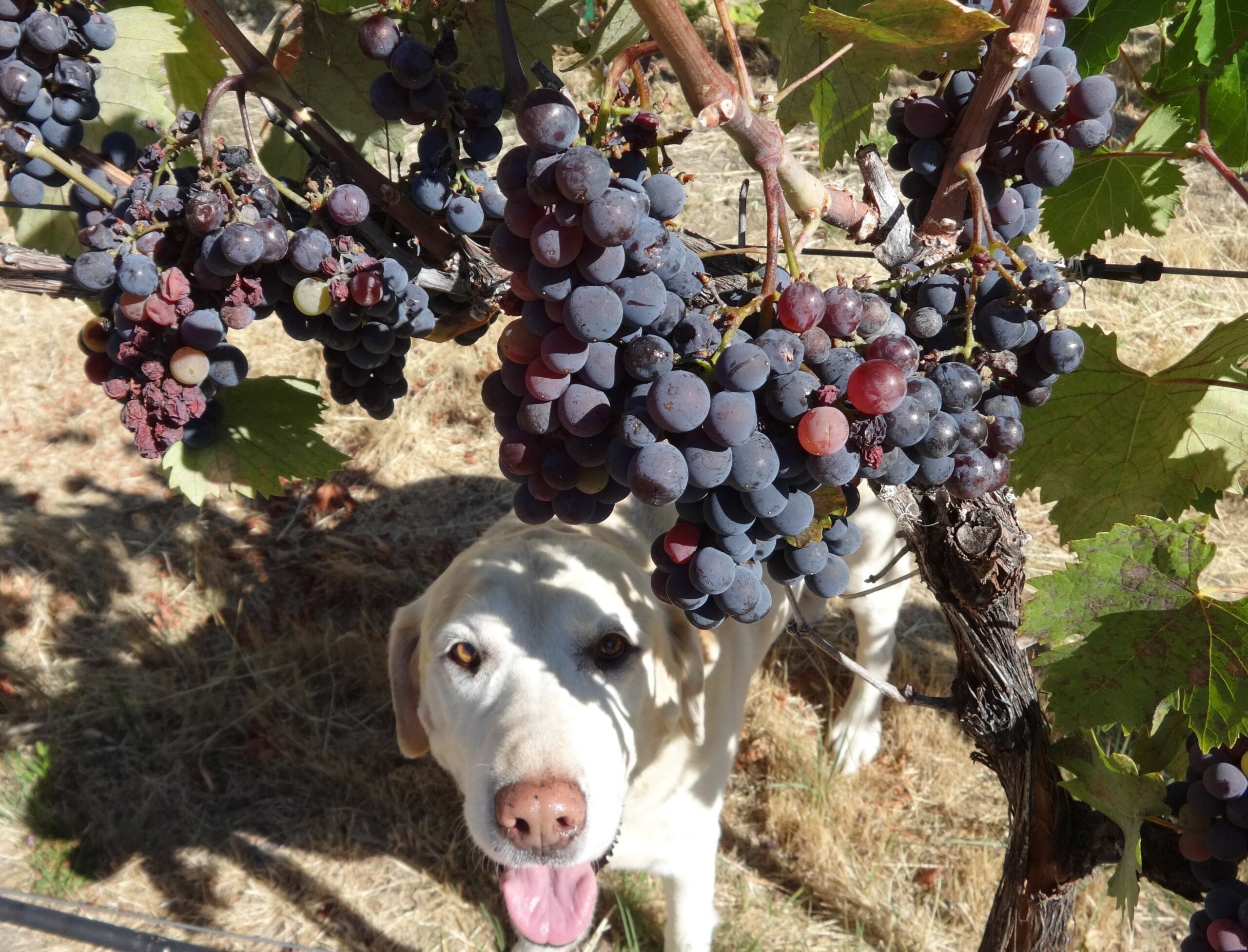 Dog peeking out from behind grapes in lush vineyard