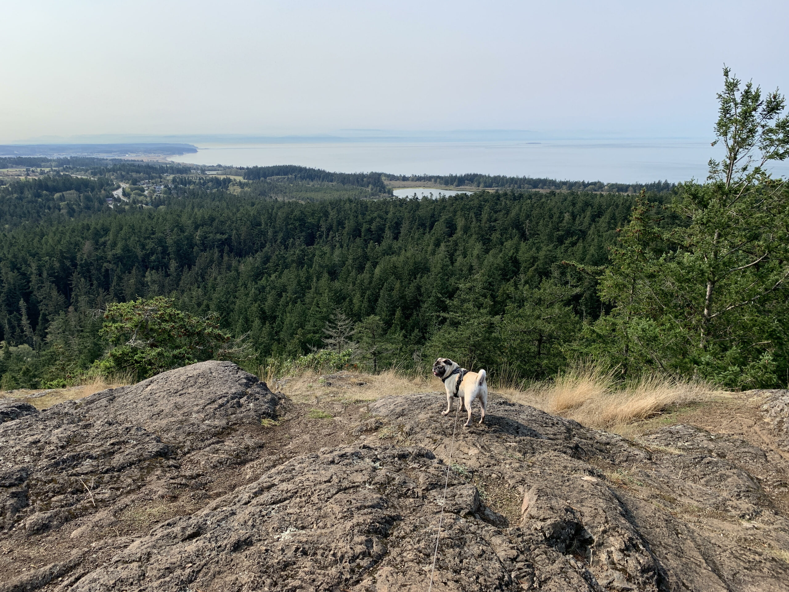 Pug on Cliffside overlooking the Sea Washington State