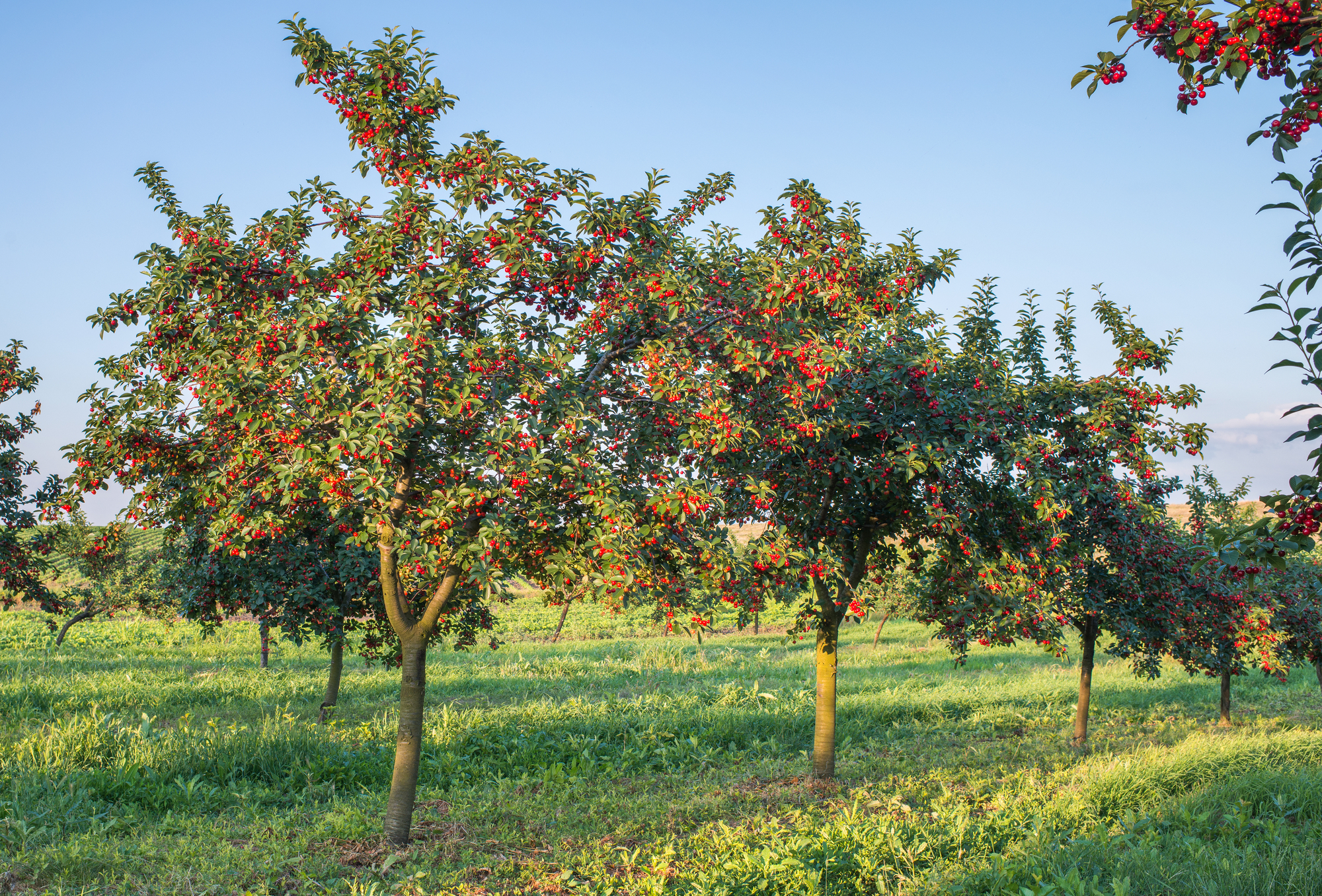 Ripening cherries on orchard tree