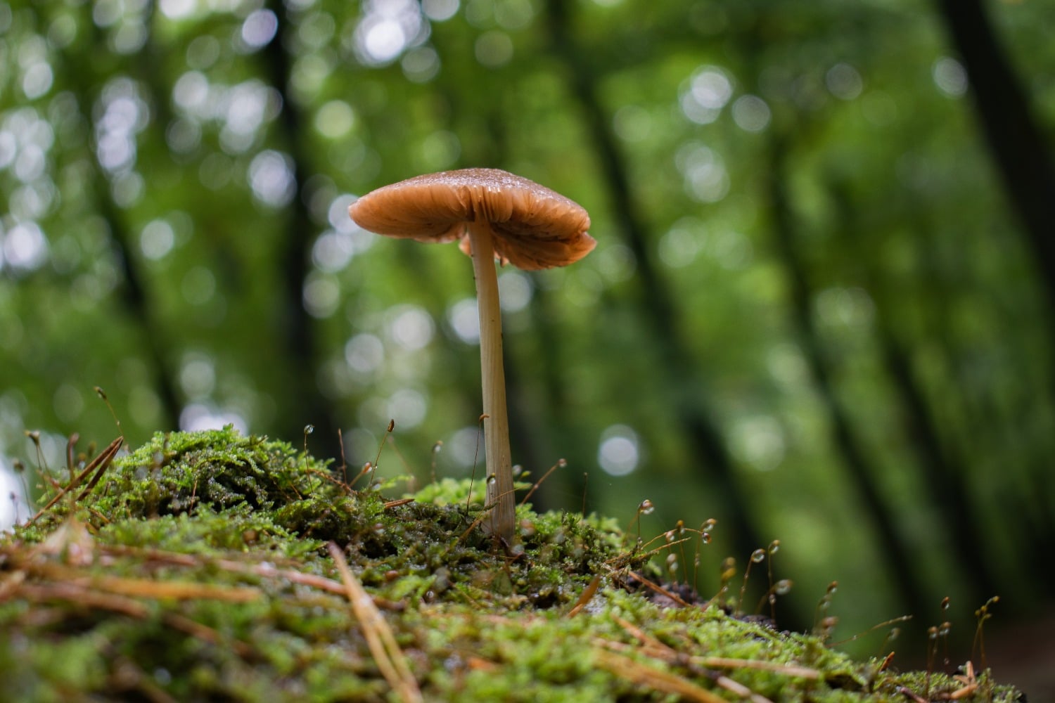 WIIN mushroom foraging