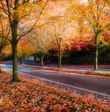 Fall-In-Washington