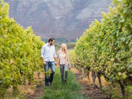 Young happy couple walking next to each other while holding hands in the grape fields